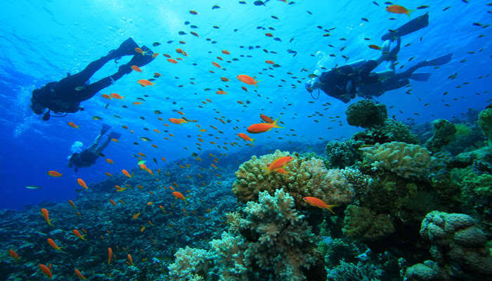 Scuba Diving in Lakshadweep